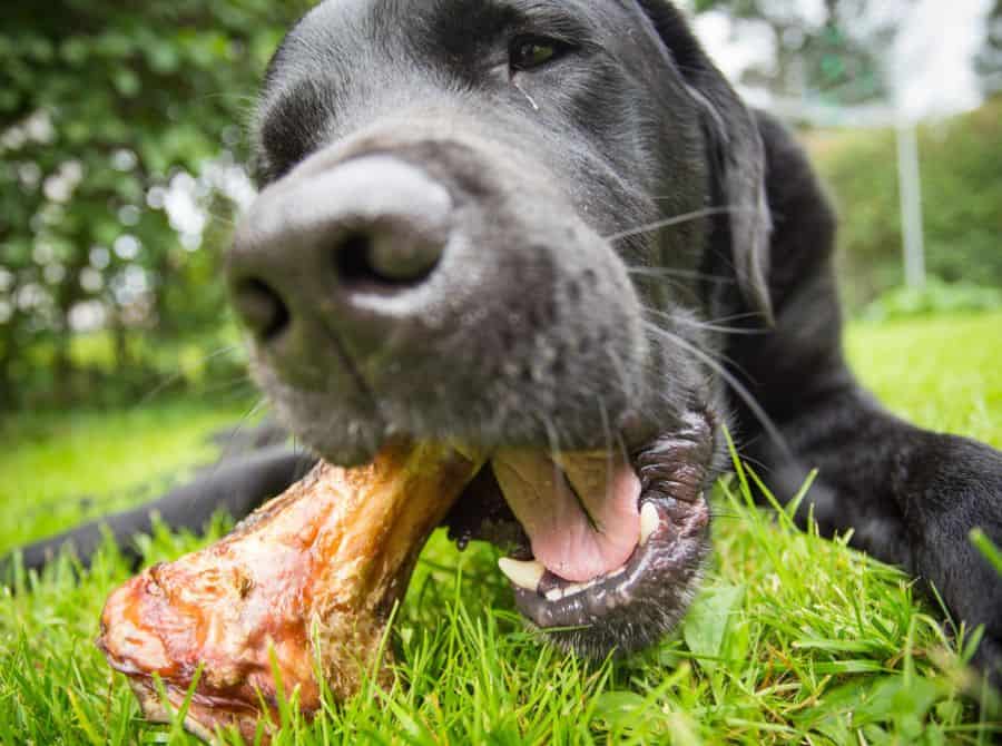 10 things to never feed your dog | Henley Raw Dog Food