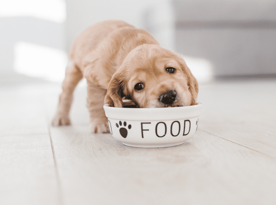 Can my puppy eat raw food? | Henley Raw Dog Food