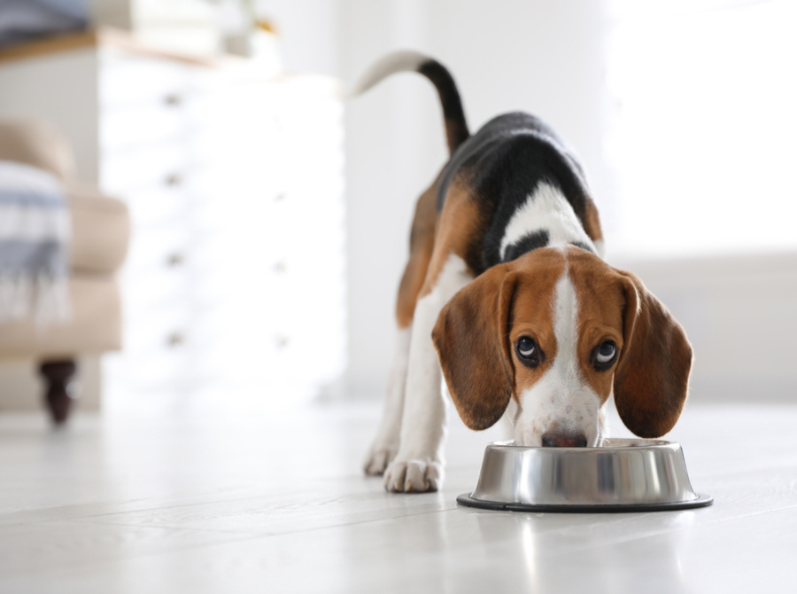 Raw VS Kibble | Henley Raw Dog Food