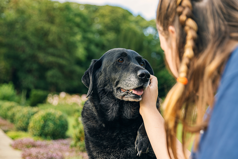 Senior dog getting scratches from their owner