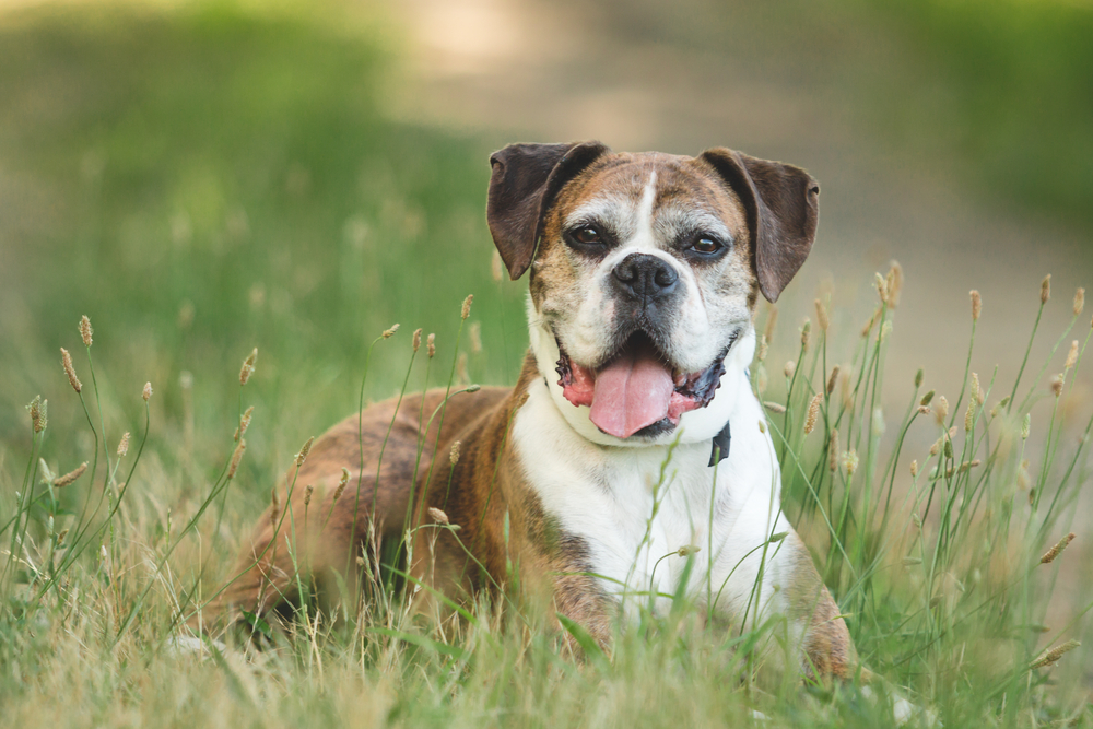 Senior dog with his tongue hanging out in a field