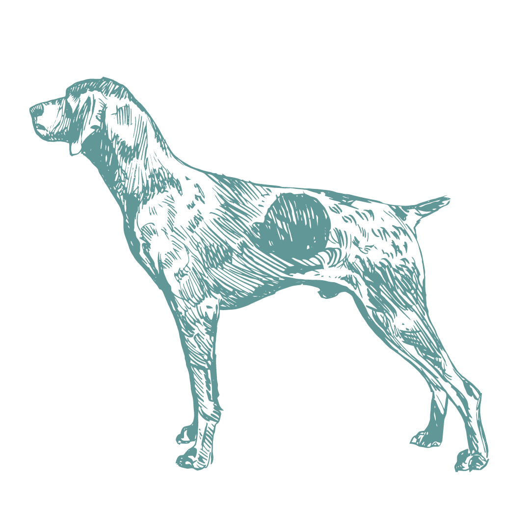 dog illustration