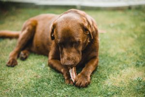 Young brown dog chewing on a raw dog treat