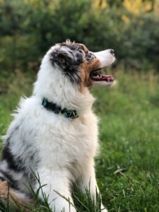 Read more about the article Why Henley Raw Dog Food?