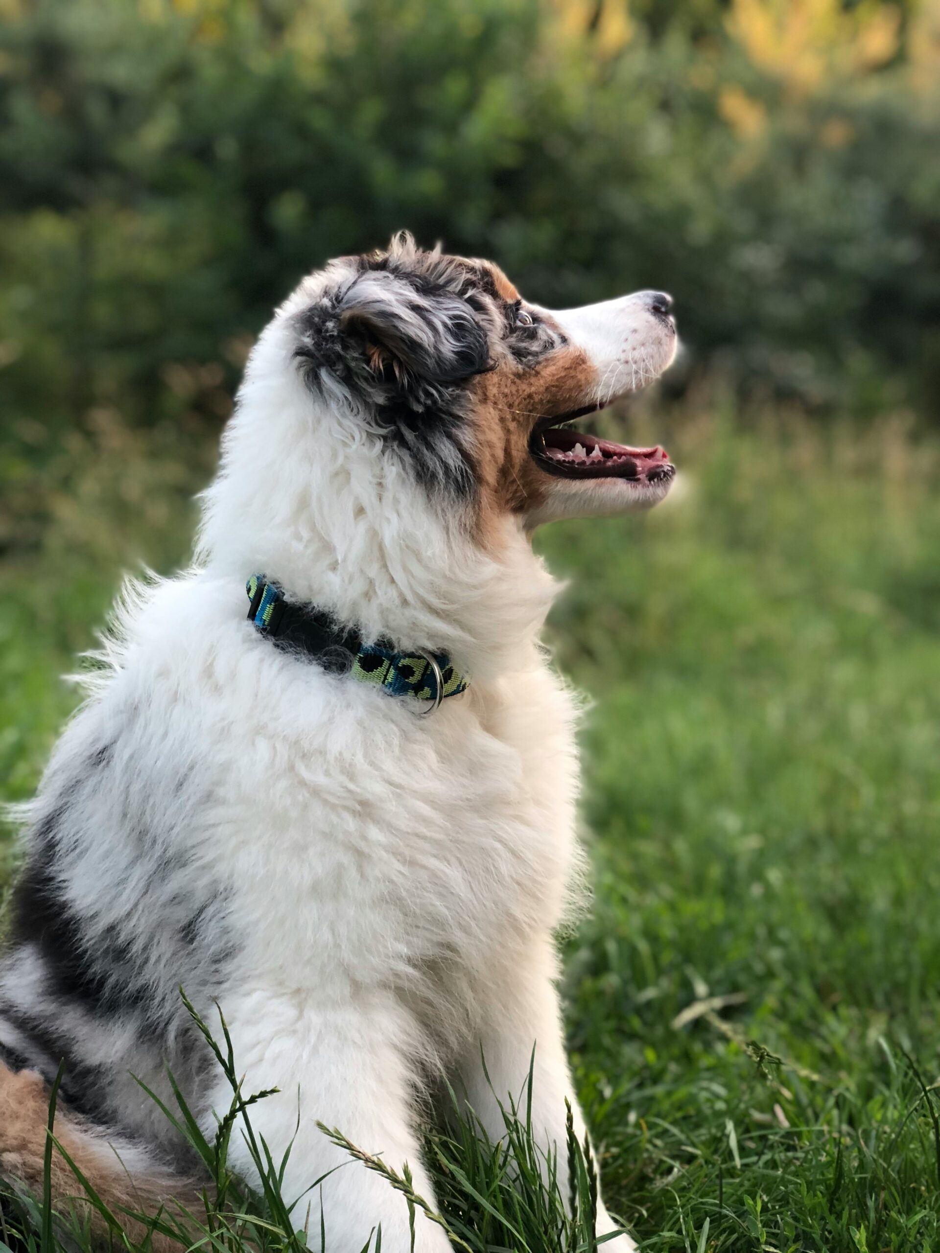 Read more about the article Why Henley Raw Dog Food?