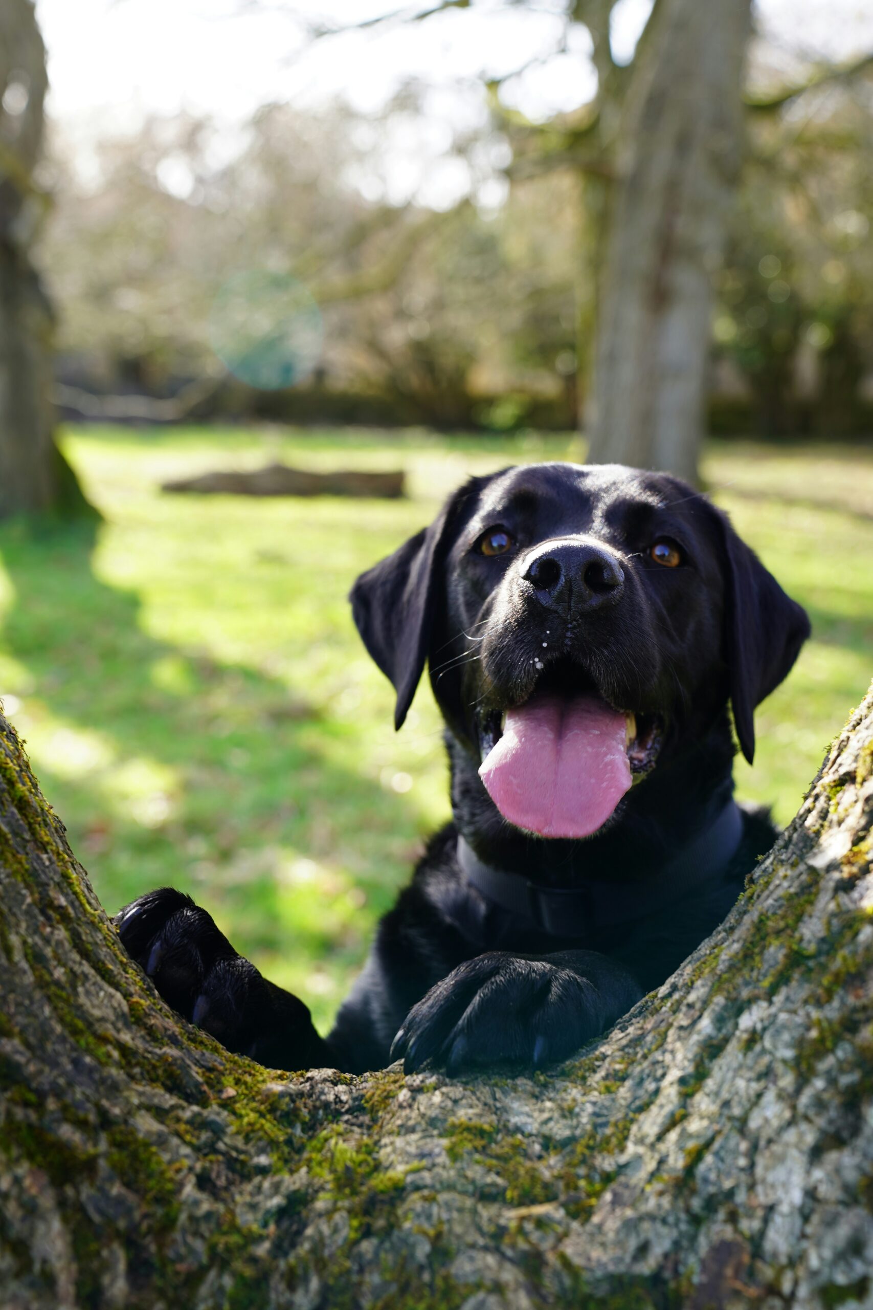 Read more about the article Henley Raw Feeding Guide