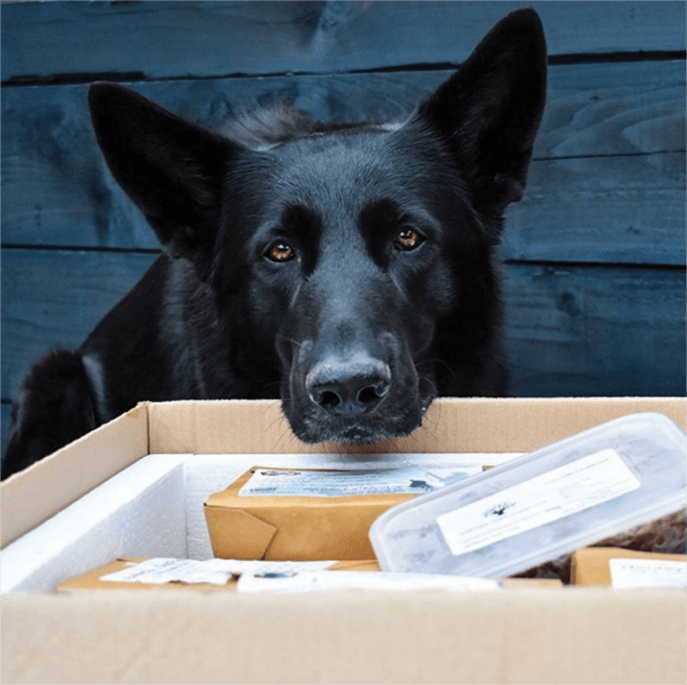 Black Dog with Nose in Box