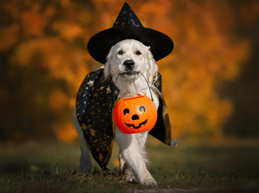 Read more about the article Keep Your Dogs Safe From Tricks This Halloween