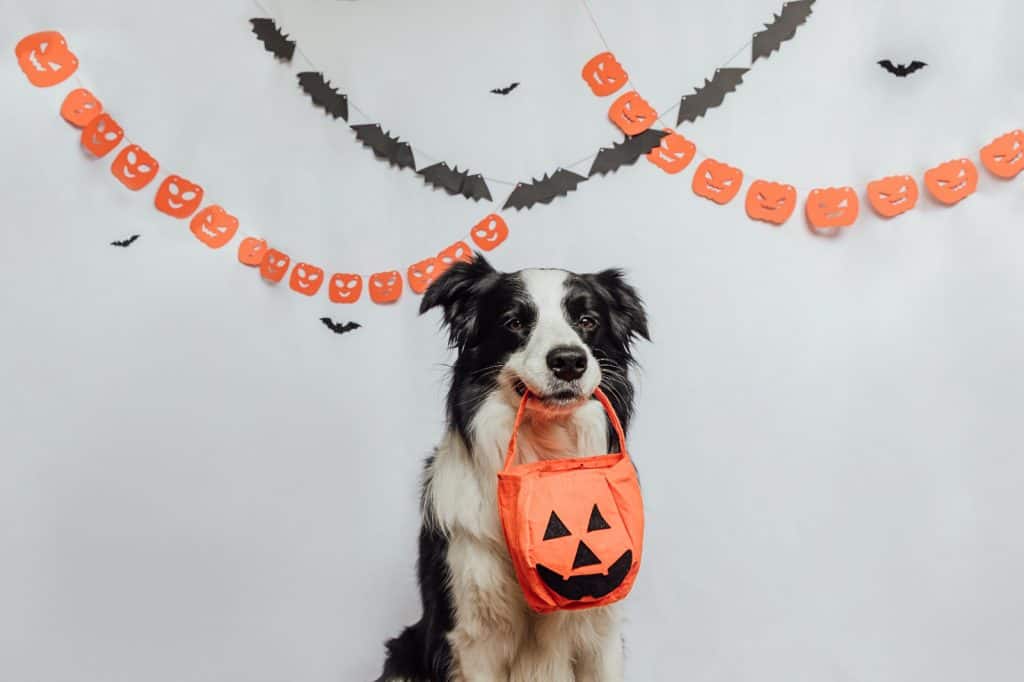 Halloween dog holding a trick or treat pumpkin