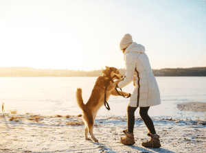 Read more about the article Winter dog walking tips
