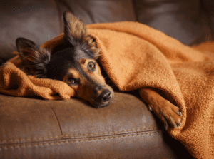 Read more about the article Signs Your Dog May Be Stressed (And How to Help!)