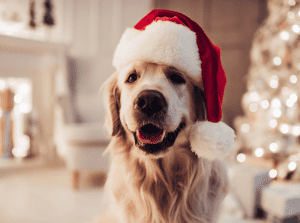 Read more about the article Tips to make your dogs Christmas magical