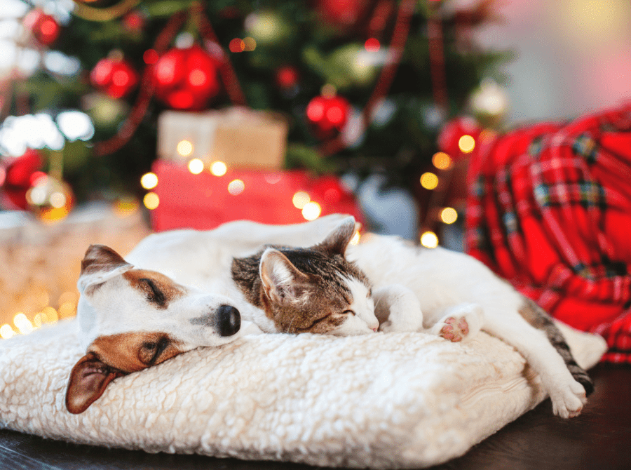 Tips to make your dogs christmas magical | Henley Raw Dog Food