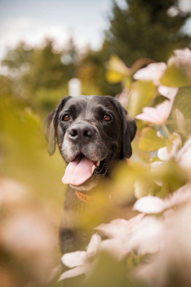 Senior dog in a field