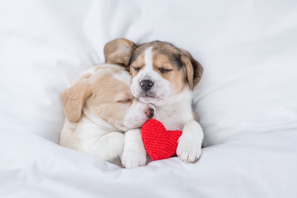 Read more about the article How To Celebrate Valentine’s Day With Your Dog