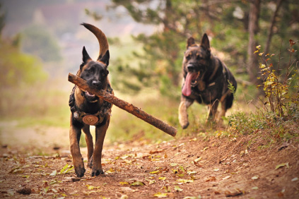 Two happy German shepherds with a stick