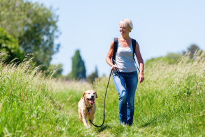 Read more about the article What to do if your dog has ticks