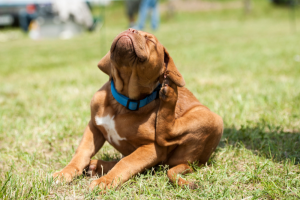 Read more about the article Managing Common Health Issues with Raw Dog Food