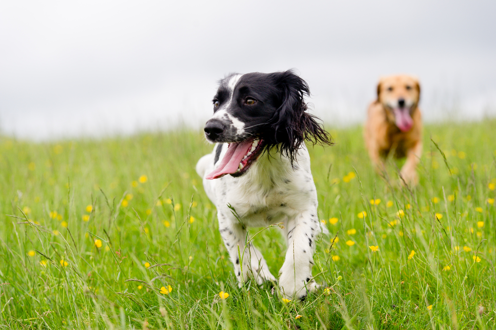 What should i do if my dog has ticks | Henley Raw