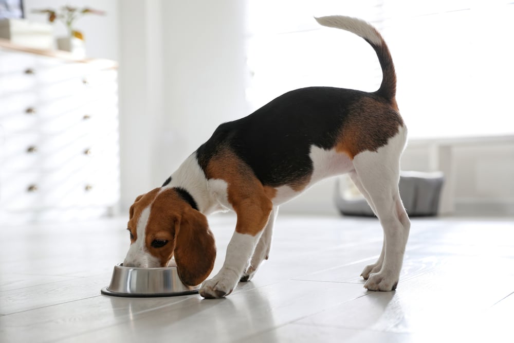 Read more about the article How to store raw dog food