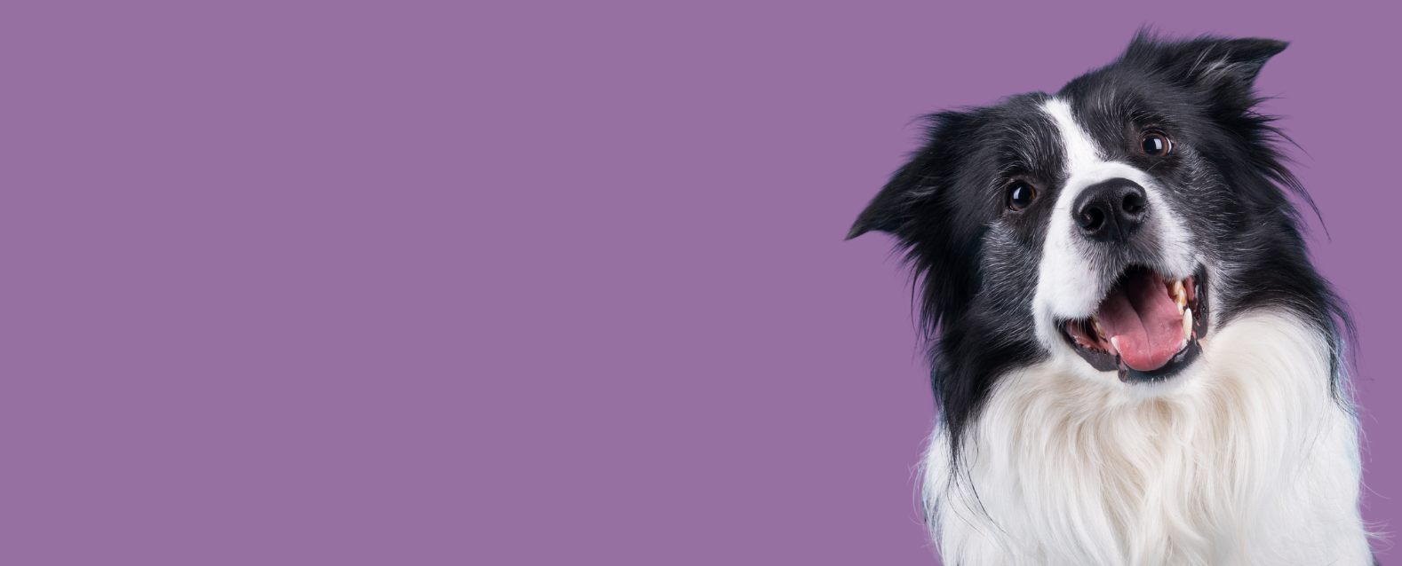 Border Collie on a purple background