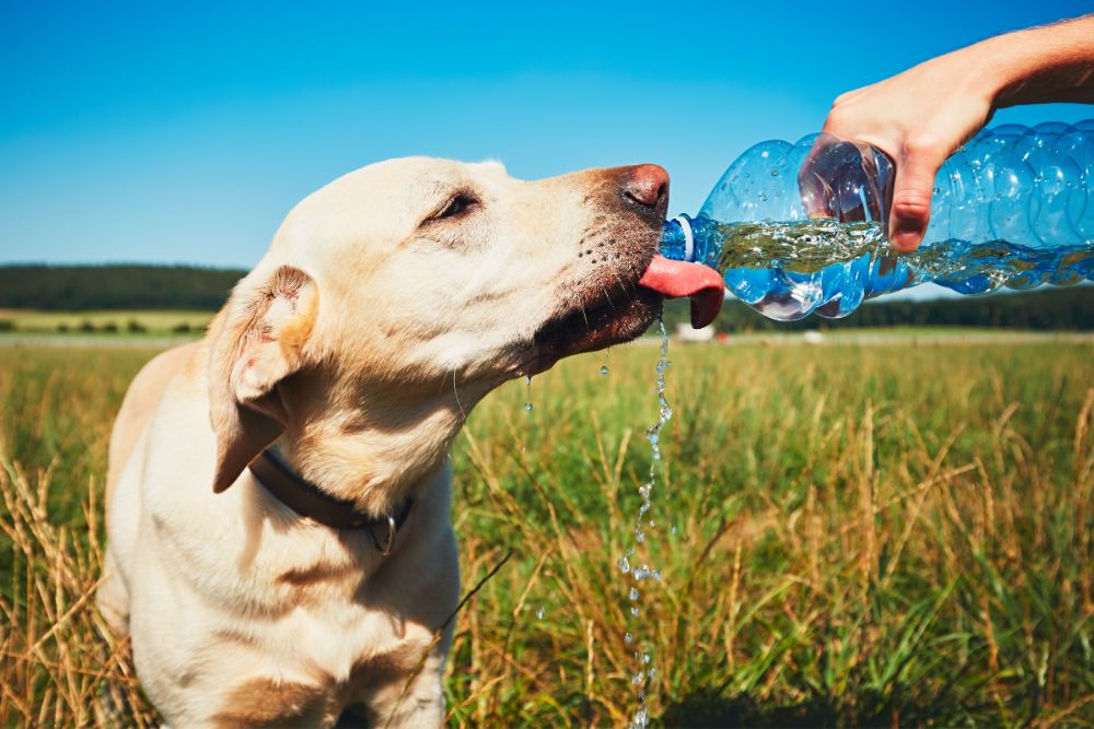 Dog receiving water on a hot day in summer
