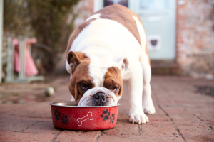 bulldog eating a raw diet with supplements