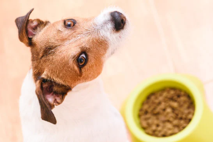 puppy looking up from their raw food bowl with supplements added