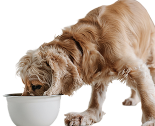 Henley Raw dog eating from a bowl